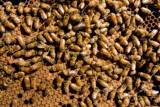 European honeybees on a comb